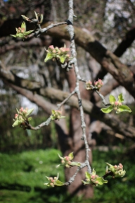 Gamla päronträdet 25 april