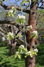 Gamla päronträdet 28 april